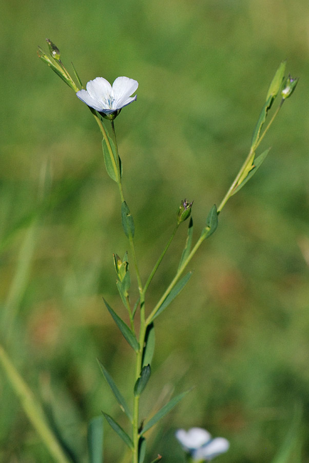 Linum bienne (Malpighiales - Linaceae)